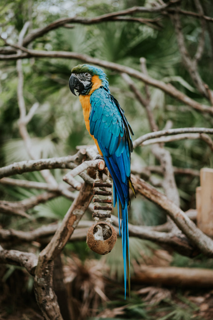 Brevard Zoo Blue Macaw Melbourne FL wedding photography