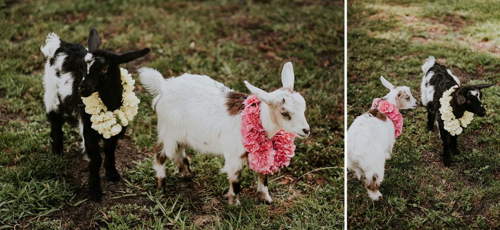 Baby fainting goats wearing flower garlands the Pink Lemonade photoshoot styled barn wedding at Twisted Oak Farm in Vero Beach FL