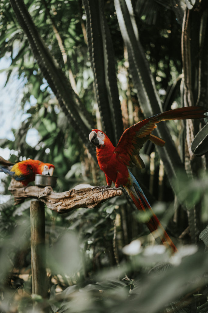 Historic Walton House red macaw Homestead FL wedding photography