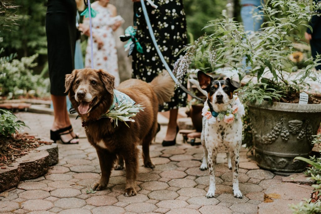 Dog ring bearer backyard wedding Atlanta GA