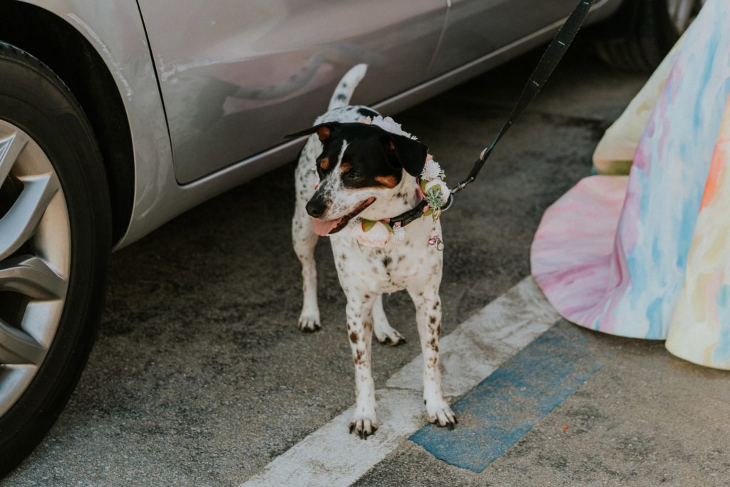 Dog on leash in beach parking lot