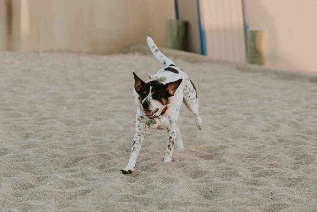 Dog running on beach sand
