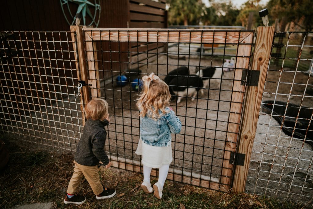 Two children look through fence at pigs on farm