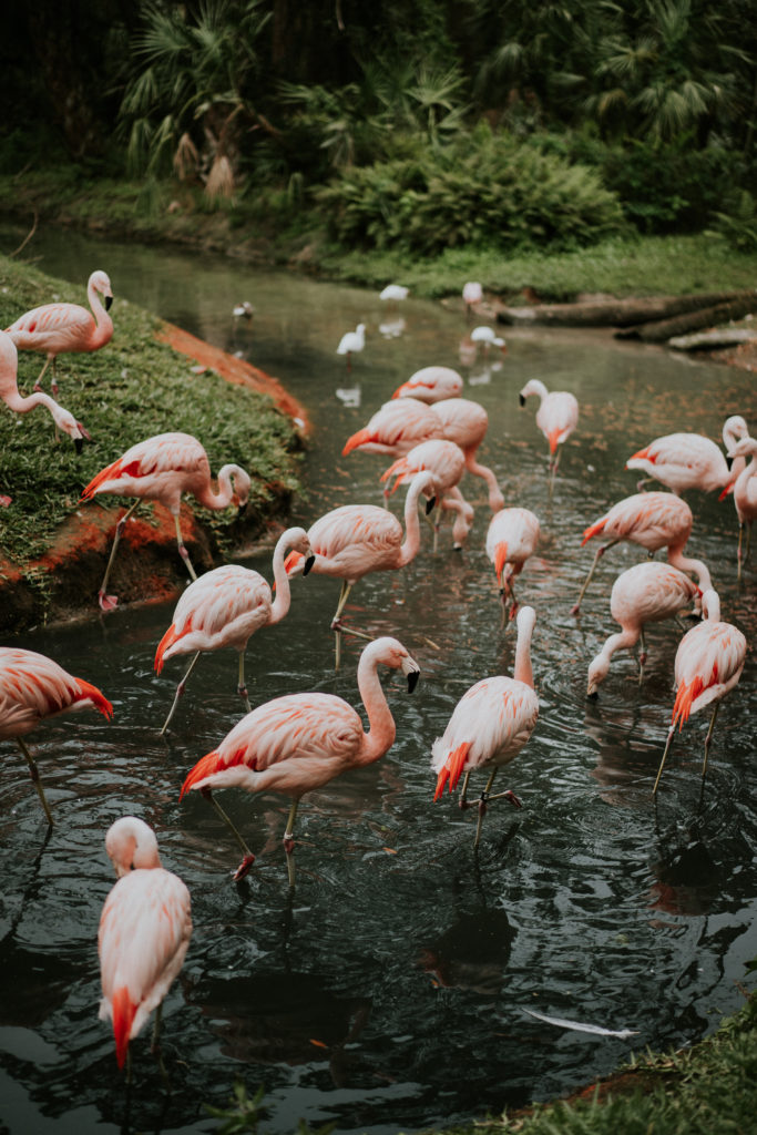 Brevard Zoo Flamingos Melbourne FL wedding photography